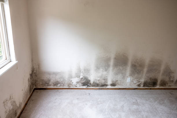 Reliable Clinton, OK Mold Removal Solutions